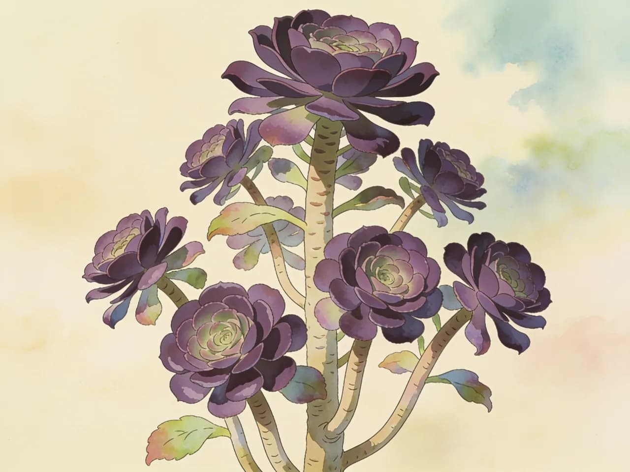 Aeonium arboreum