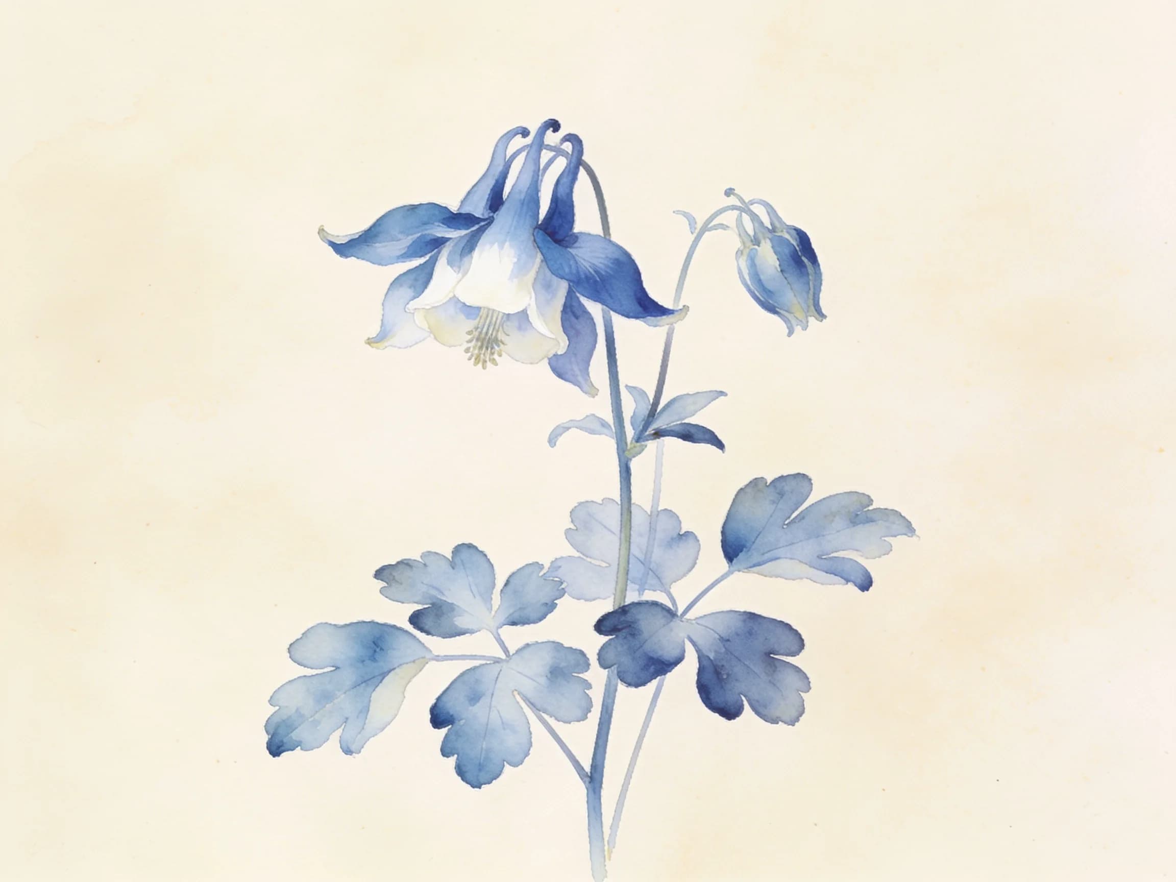 Aguileña (aquilegia)