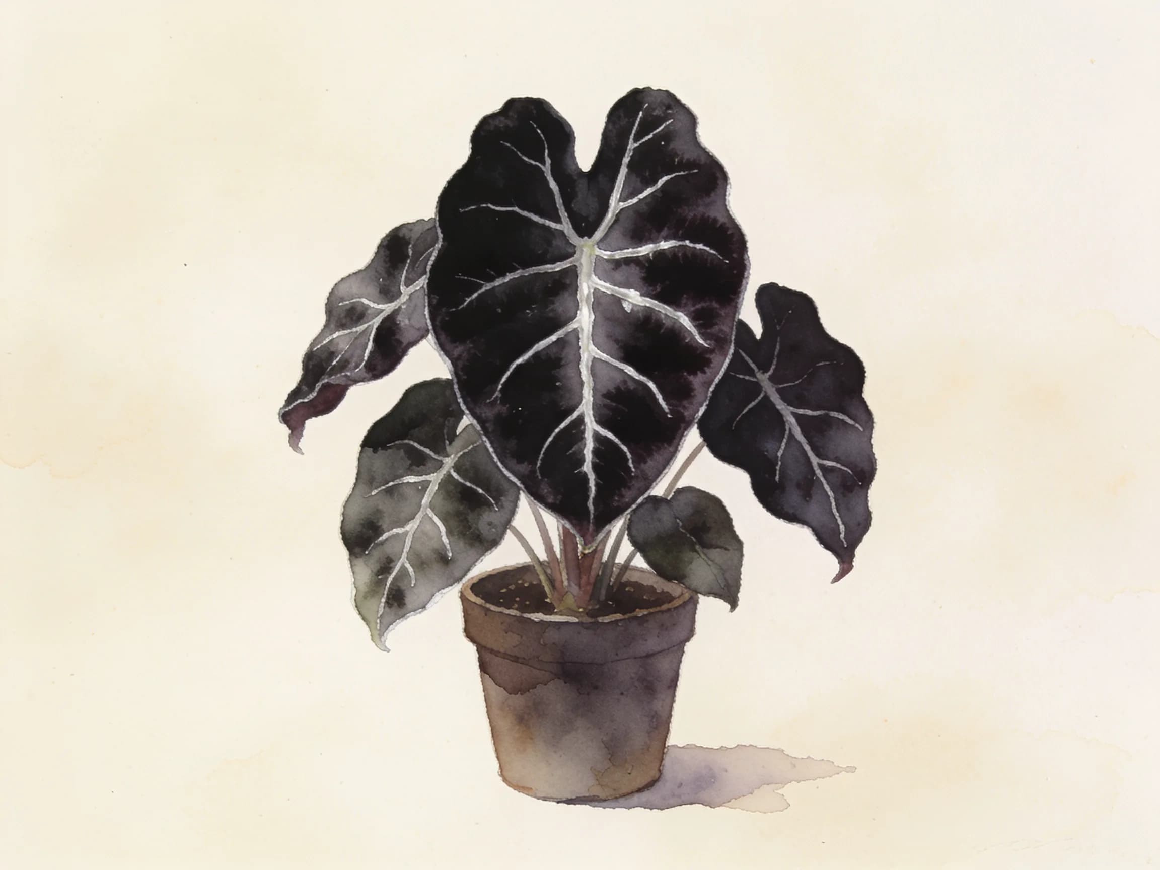 Alocasia Black Velvet