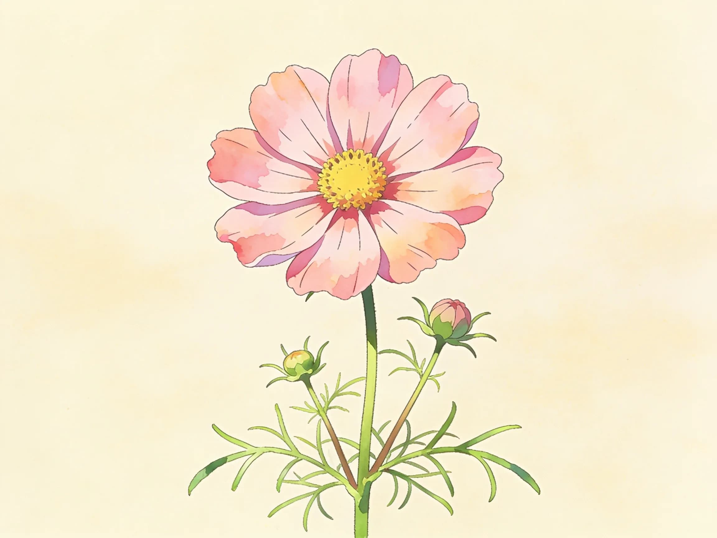Cosmos rosa