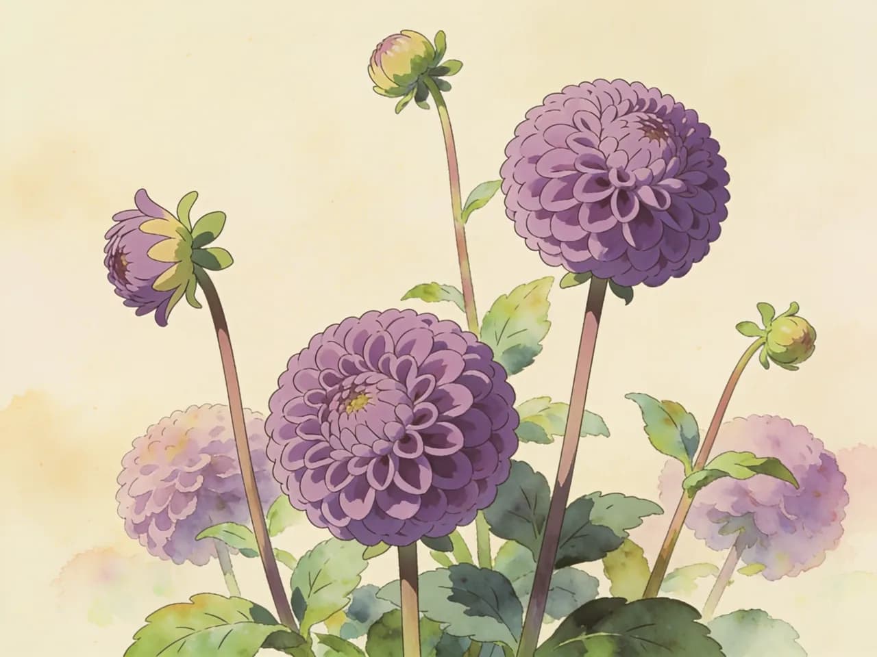 Dalia pompón