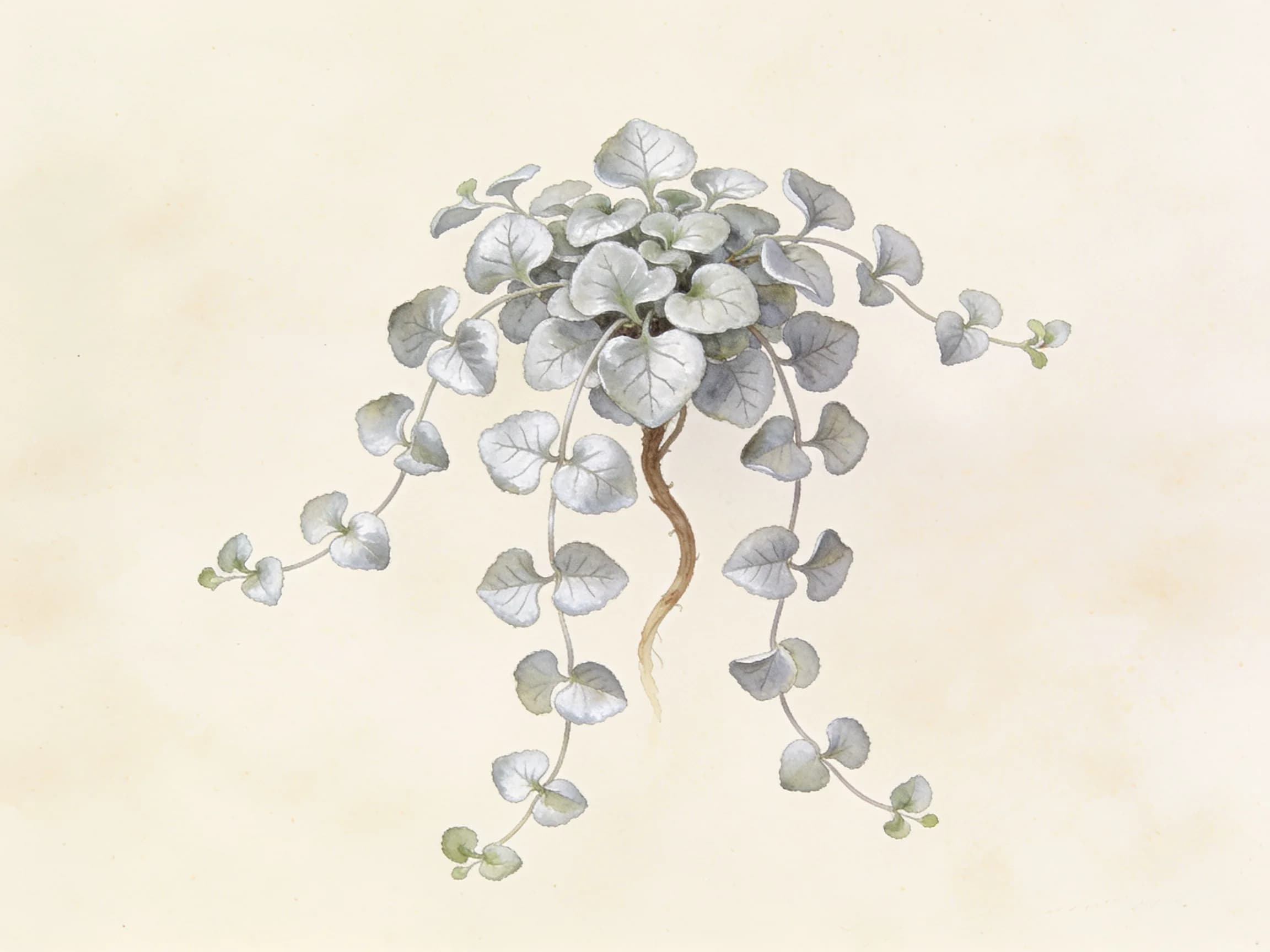 Dichondra plateada