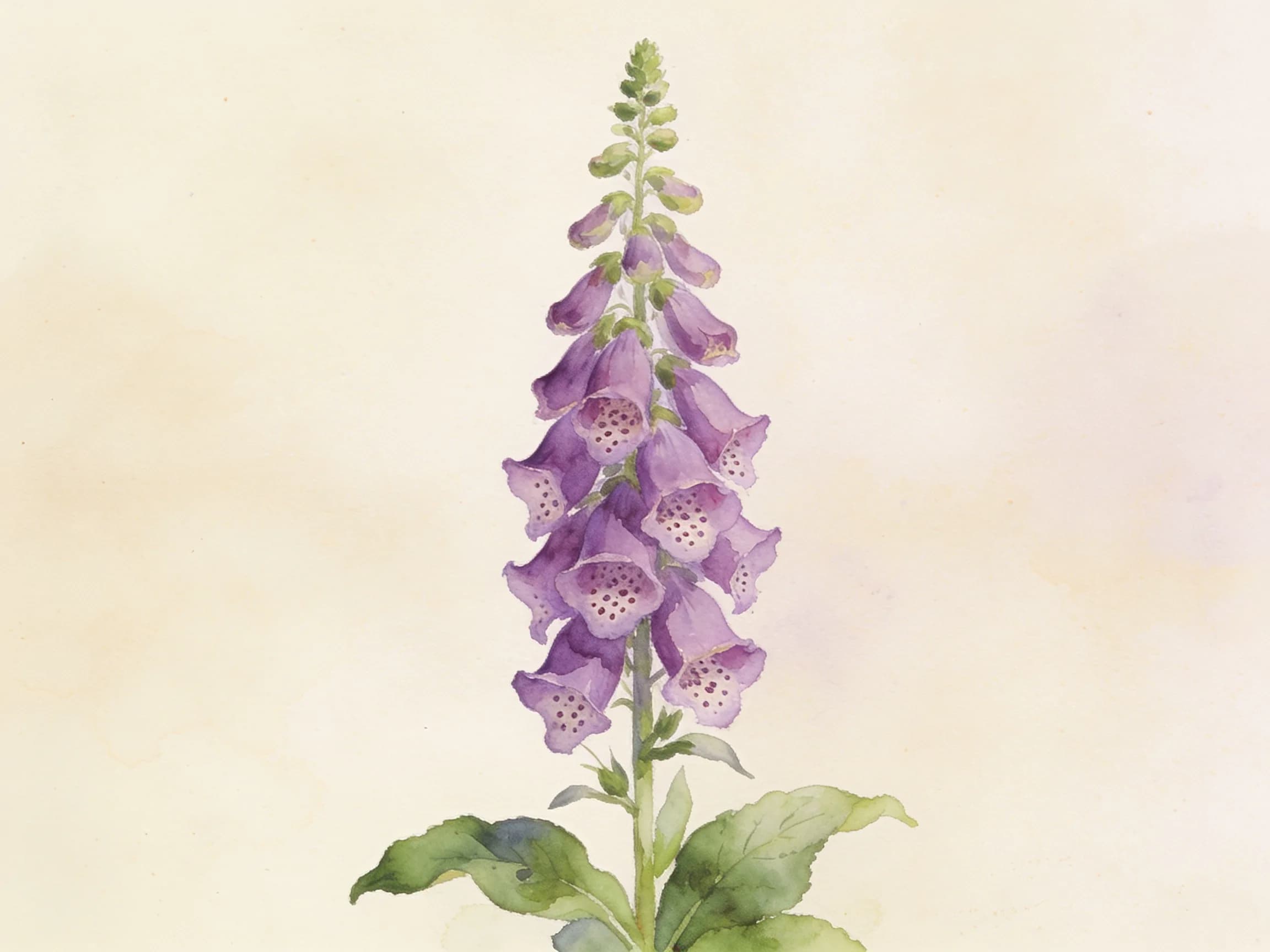 Digital (dedalera)