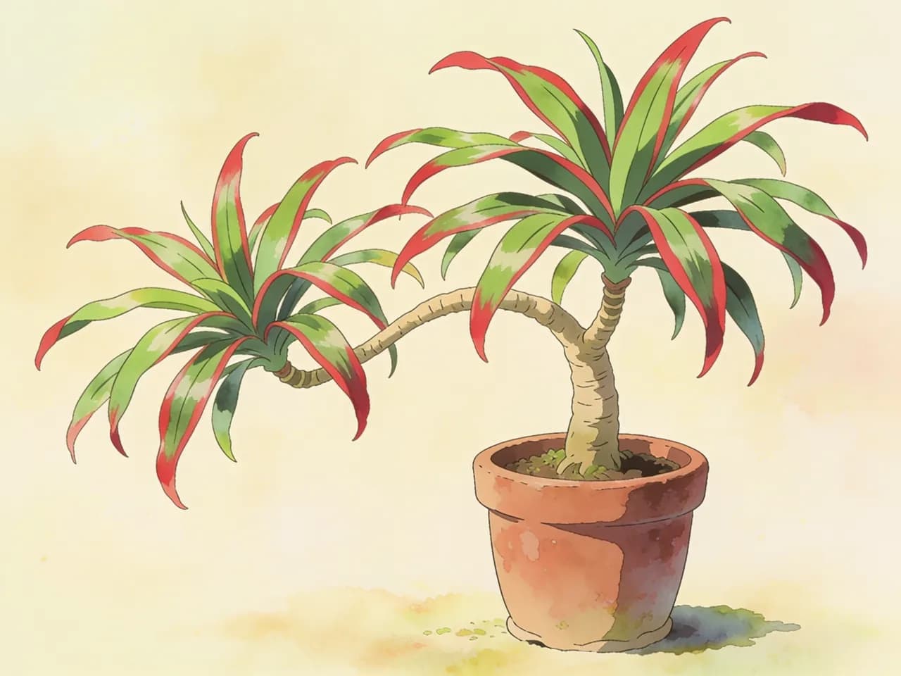 Drácena marginata