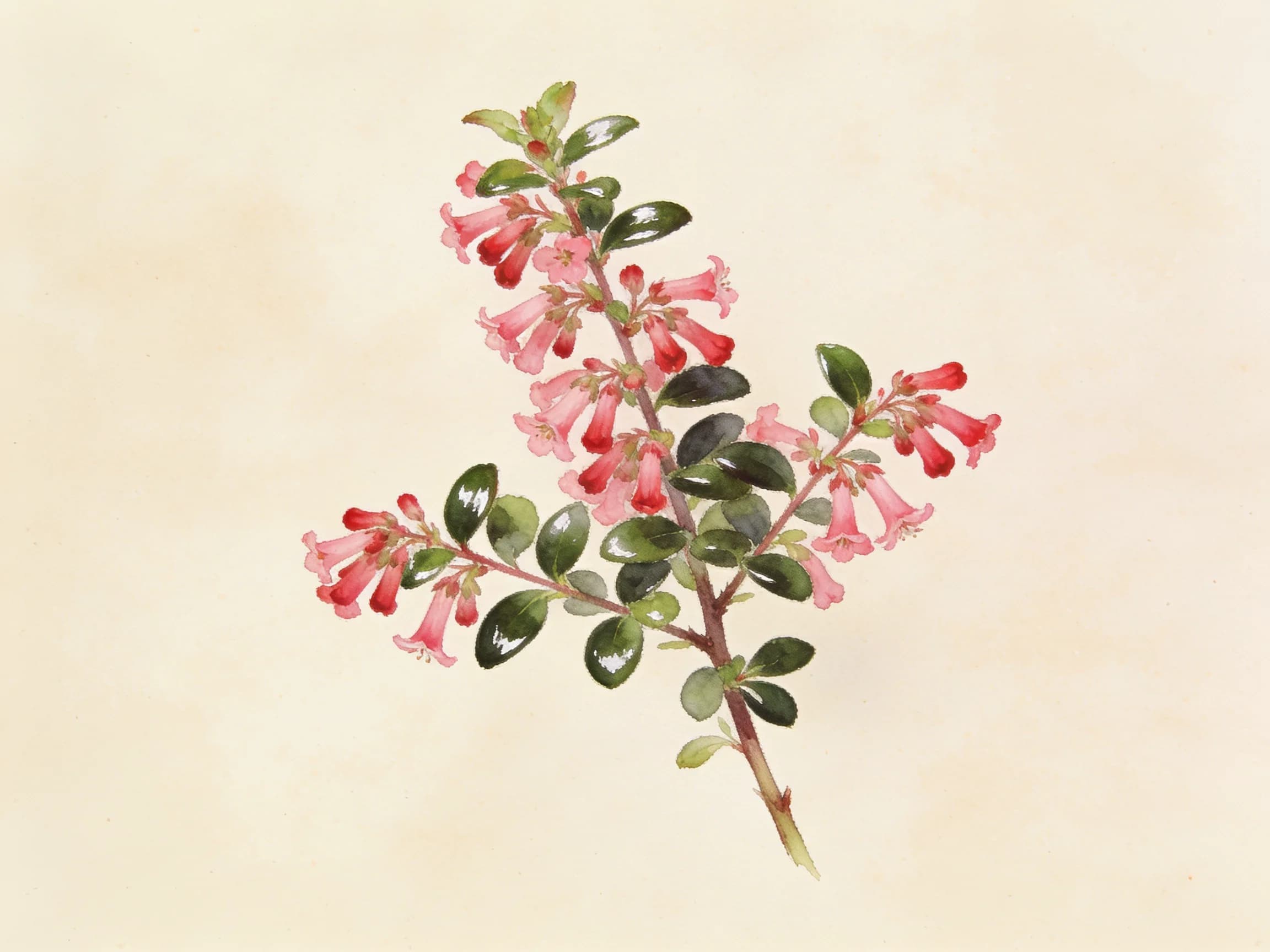 Escallonia