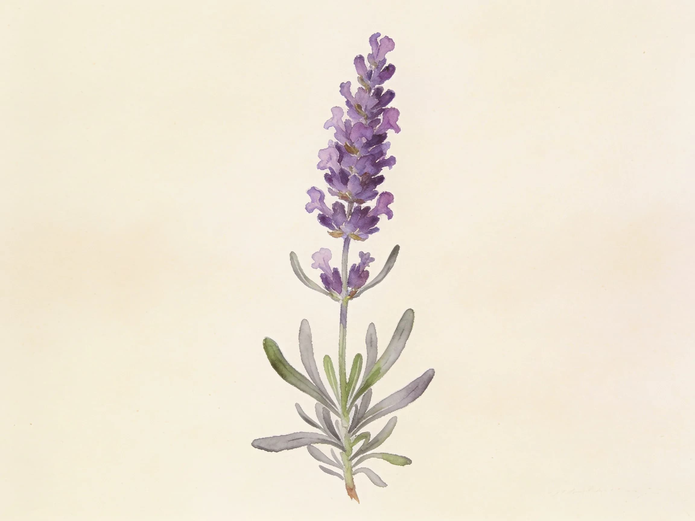 Espliego (lavanda de monte)