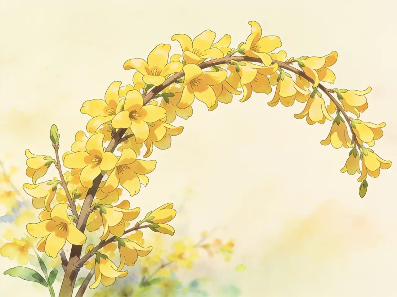 Forsythia