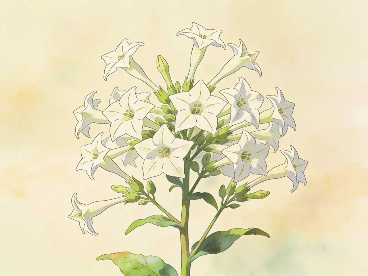 Tabaco ornamental