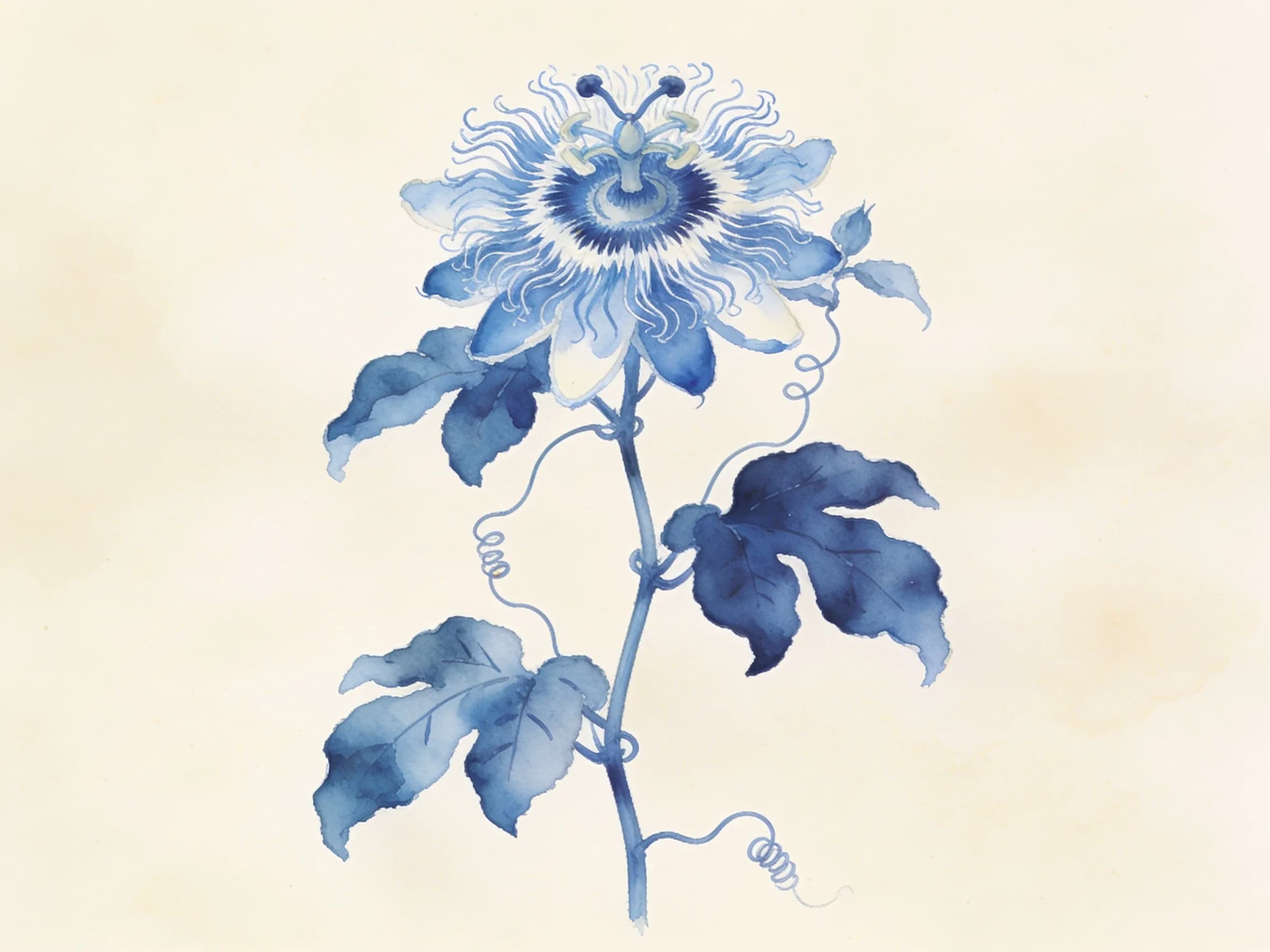 Pasiflora azul (flor de la pasión)