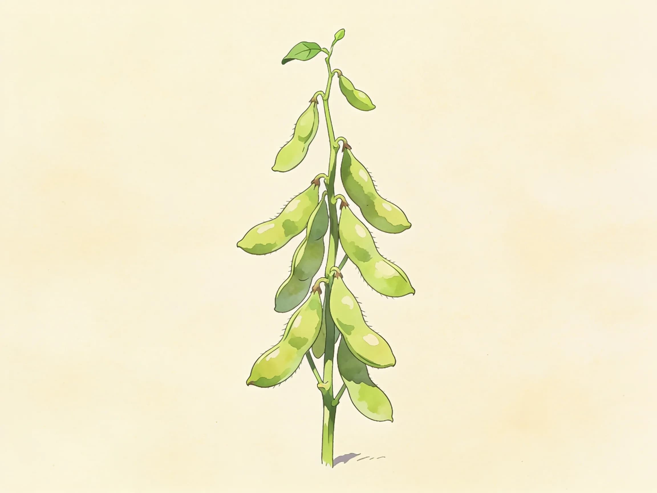 Soja Edamame
