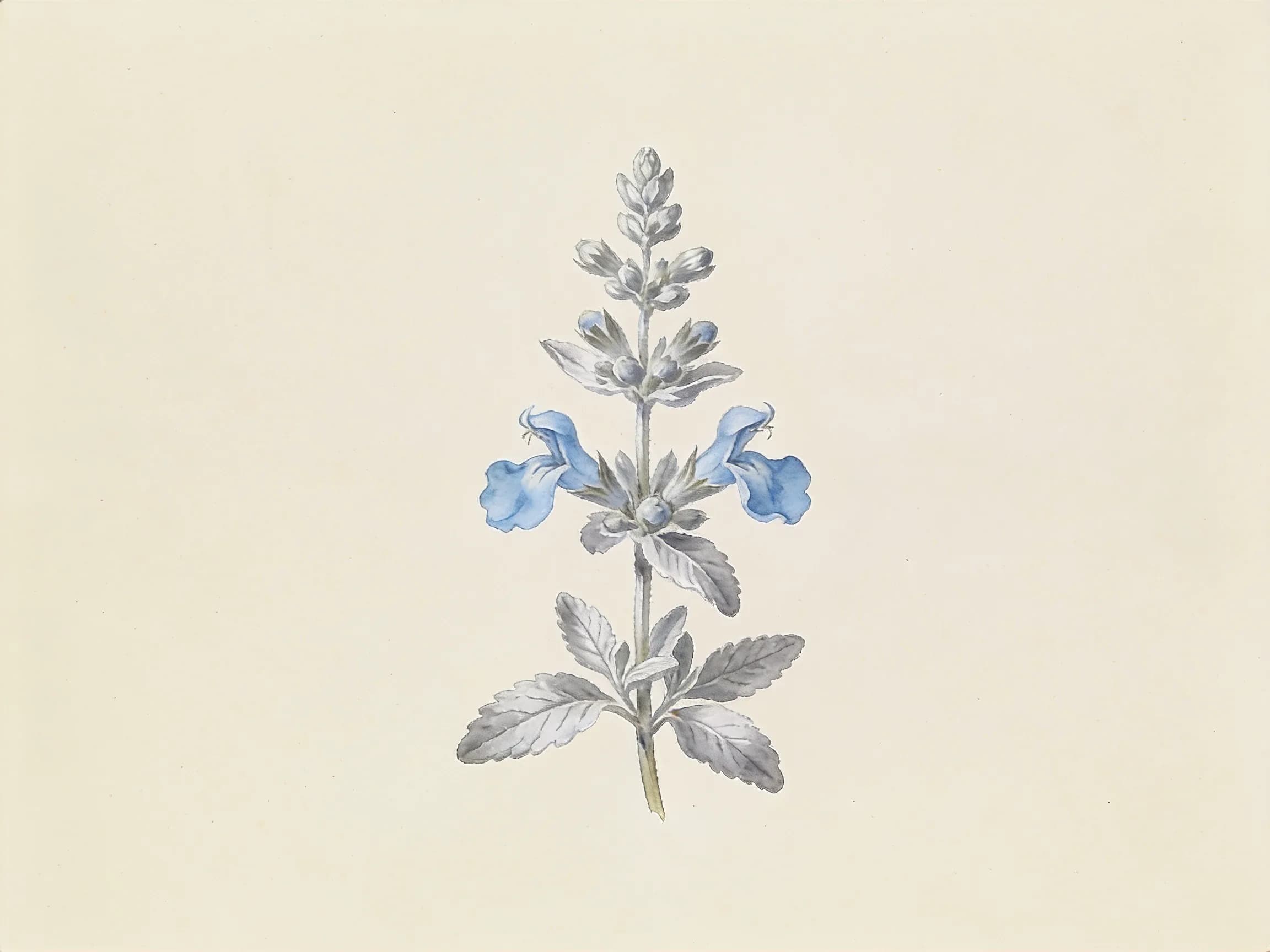 Olivilla (teucrium)