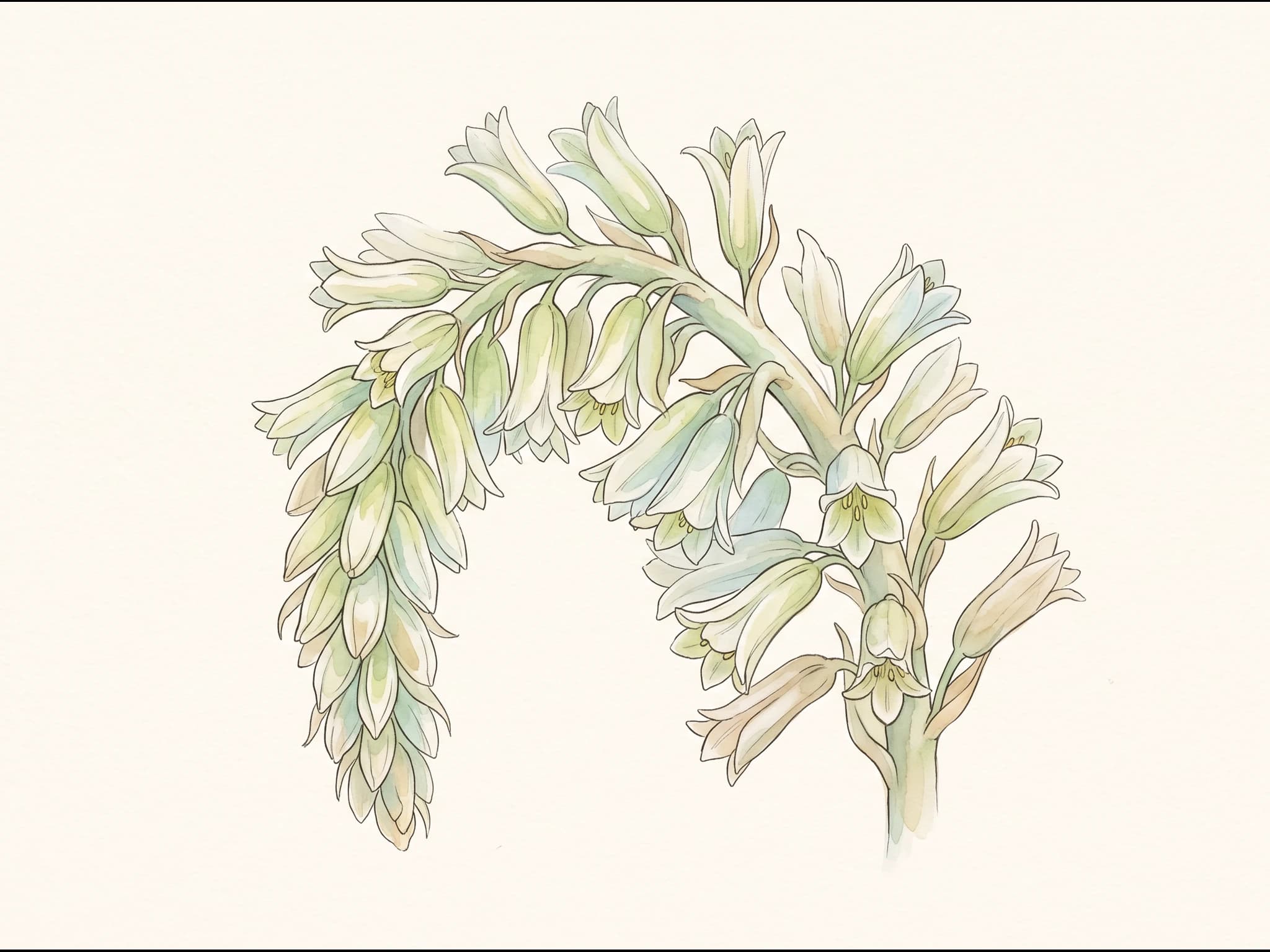 Agave attenuata — Flor