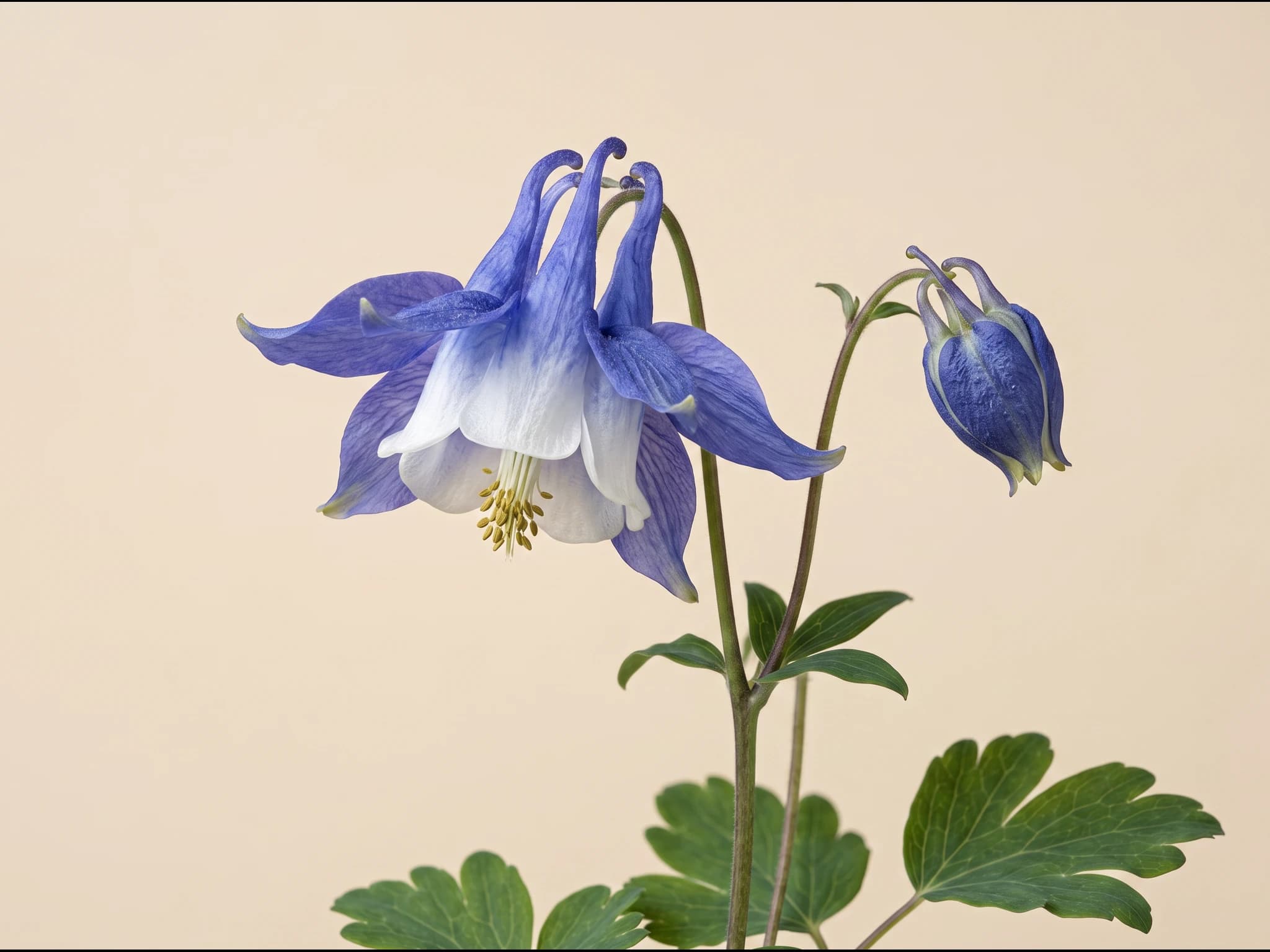Aguileña (aquilegia) — Flor