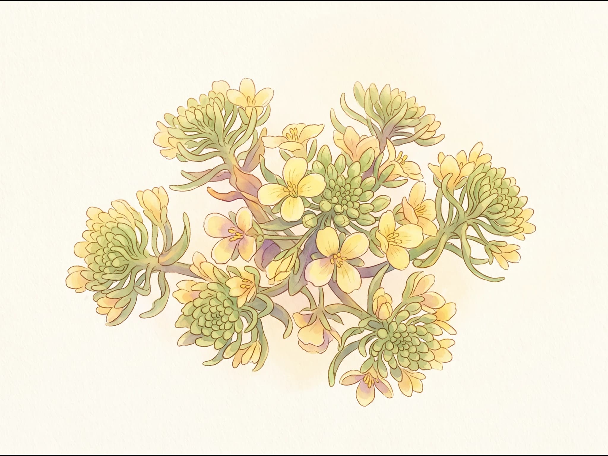 Brócoli Romanesco — Flor