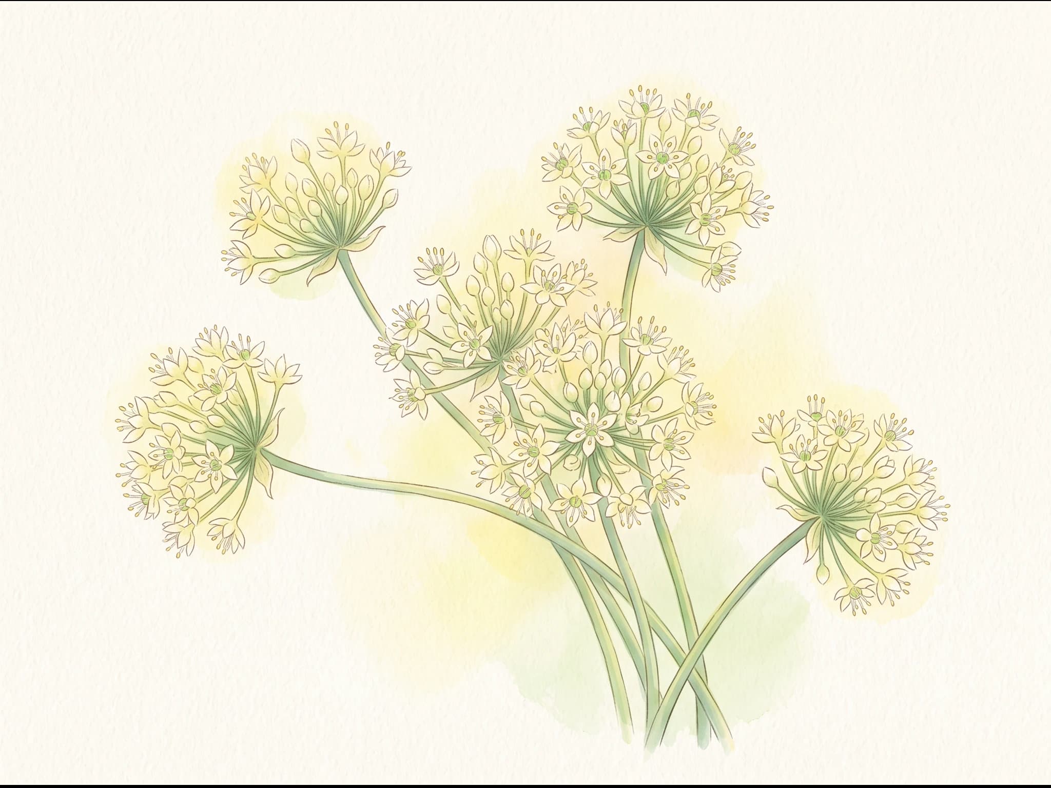 Cebollino chino (ajo japonés) — Flor