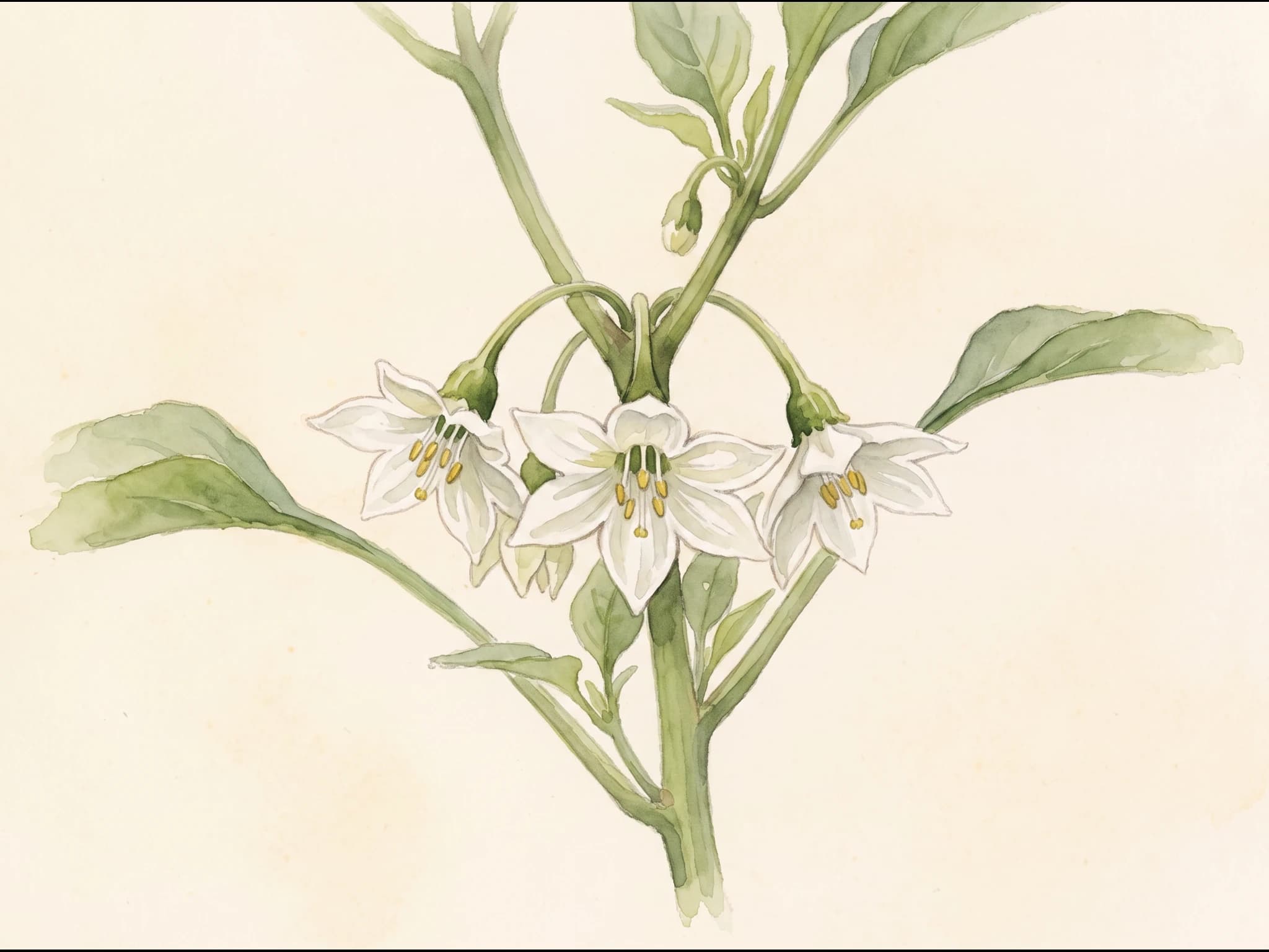 Chile poblano — Flor