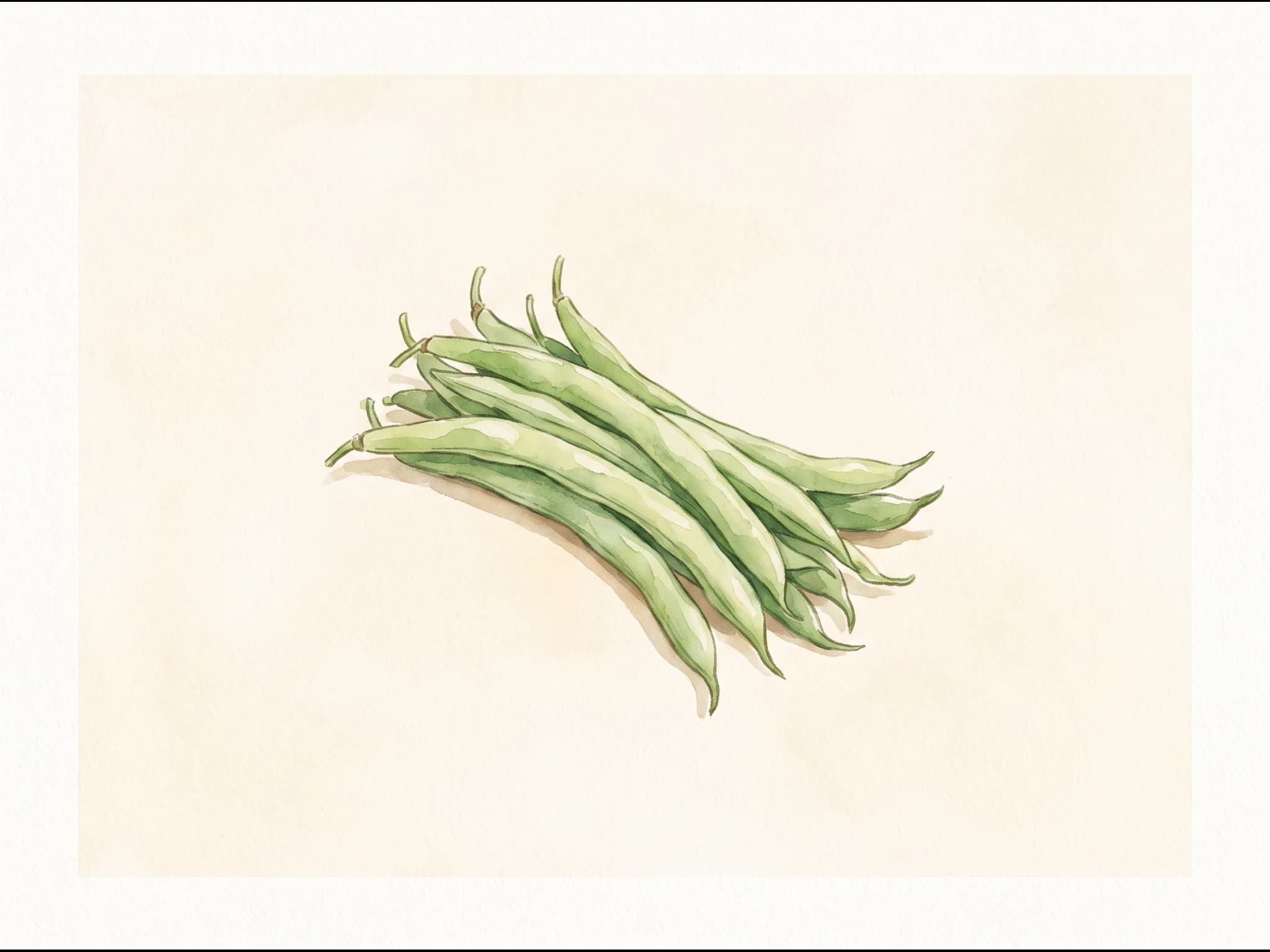 Judía verde de mata baja — Fruto