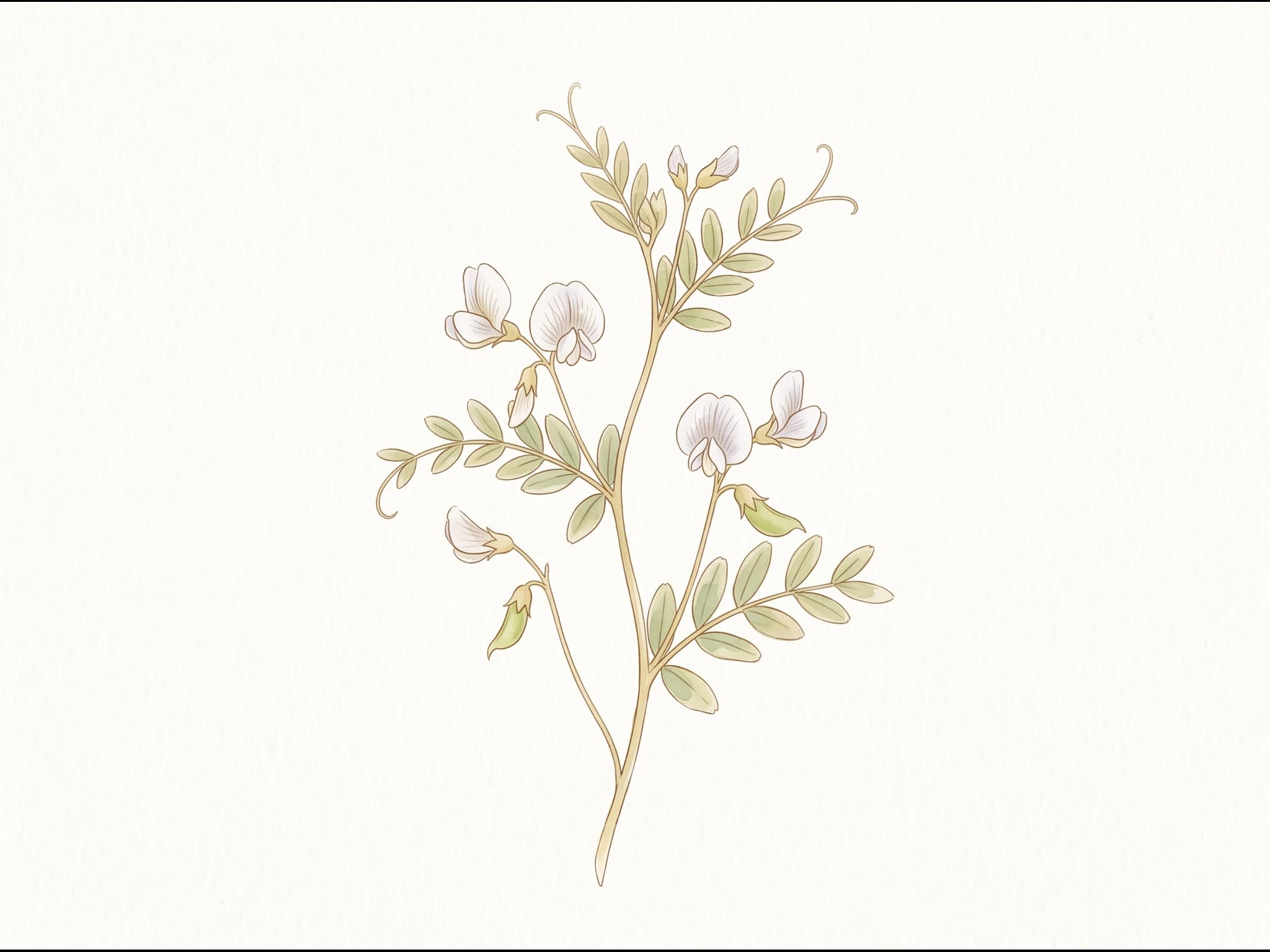 Lenteja Pardina — Flor