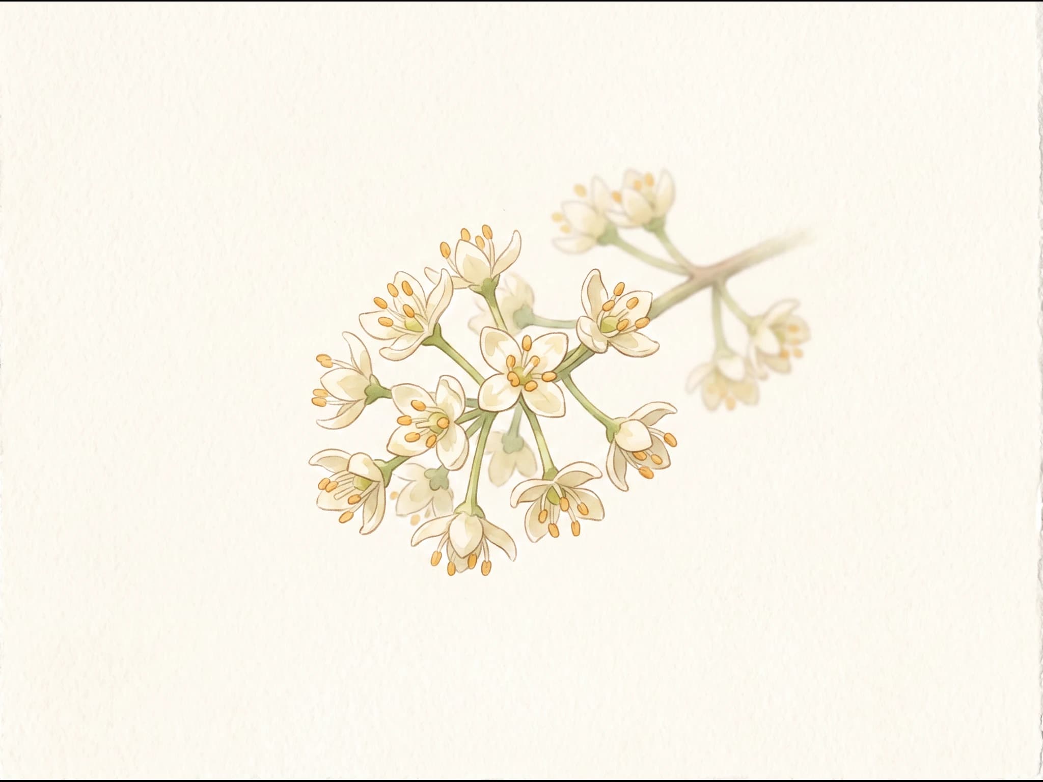 Olivo Hojiblanca — Flor