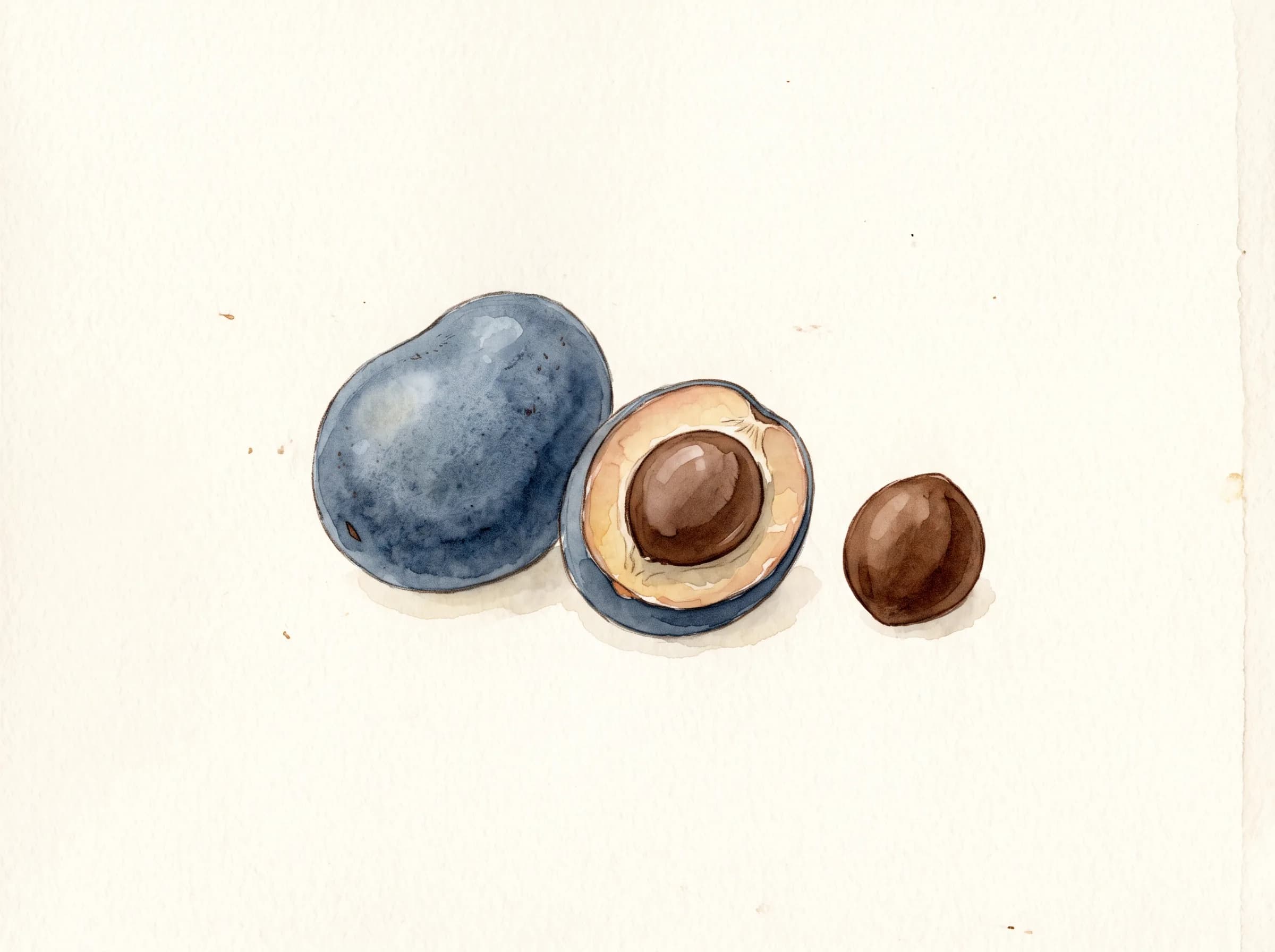 Palmera excelsa — Semillas