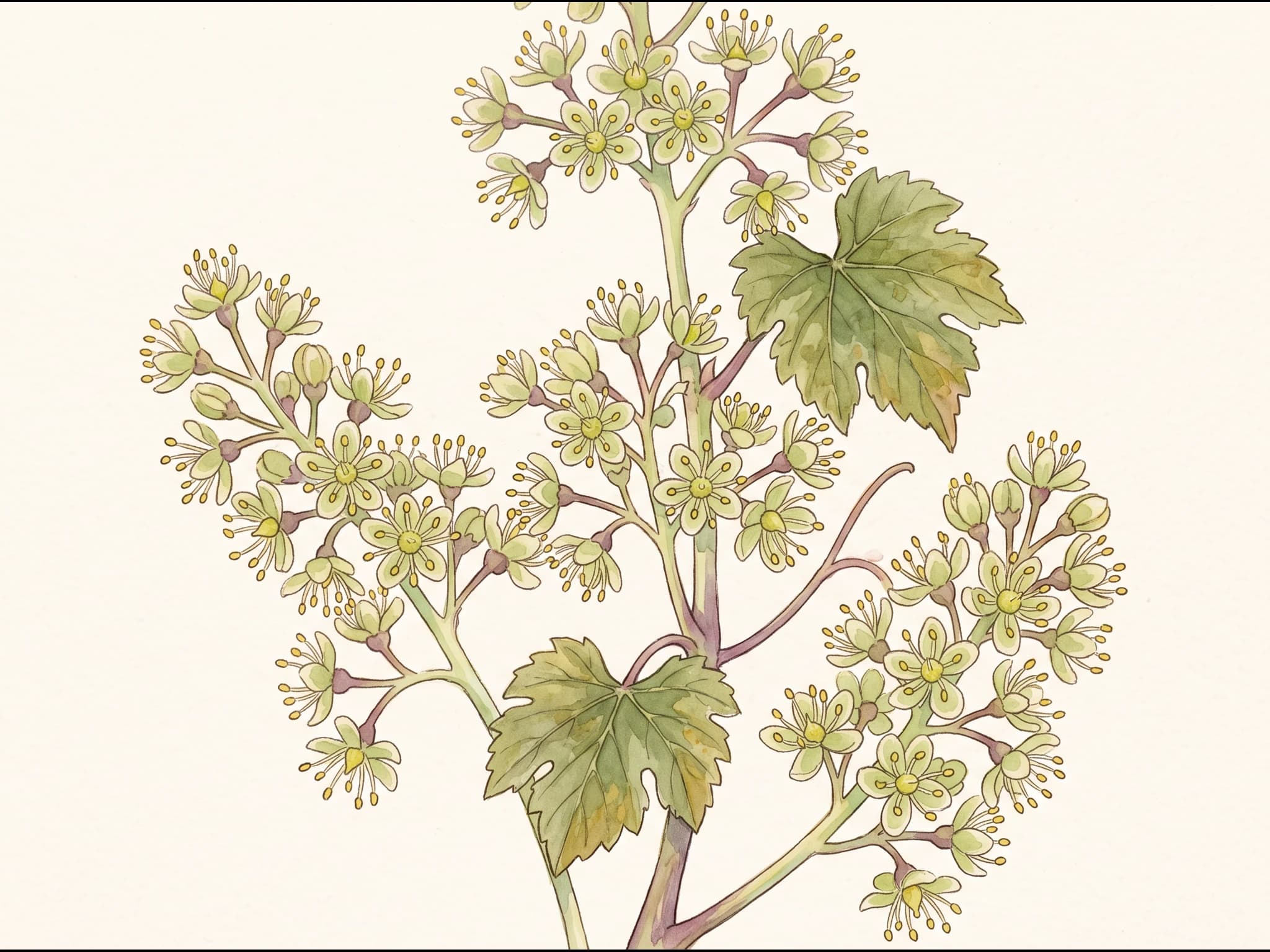 Parra Moscatel de Alejandría — Flor