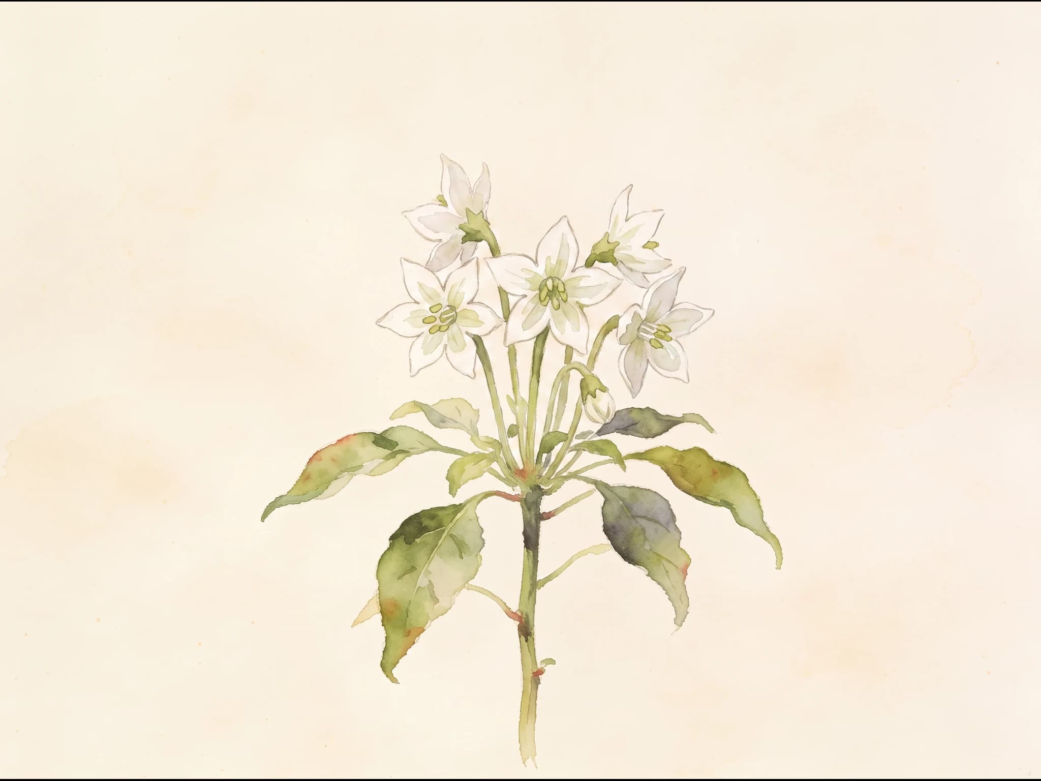 Guindilla de Cayena — Flor
