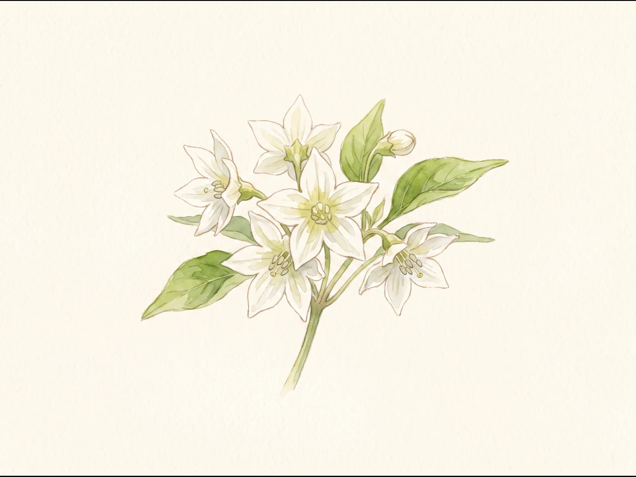 Pimiento choricero — Flor