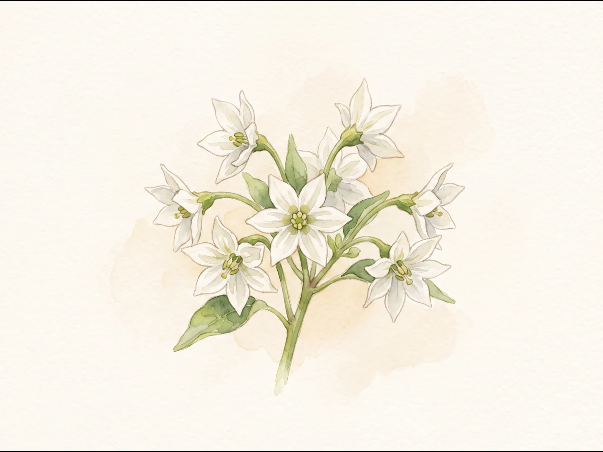 Pimiento de Gernika — Flor
