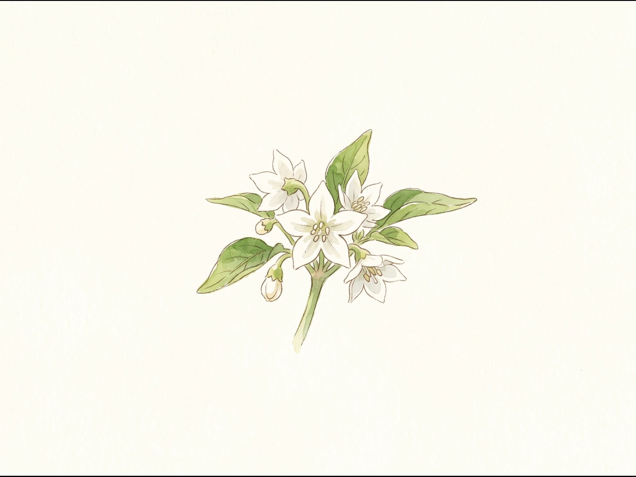 Pimiento del Piquillo — Flor