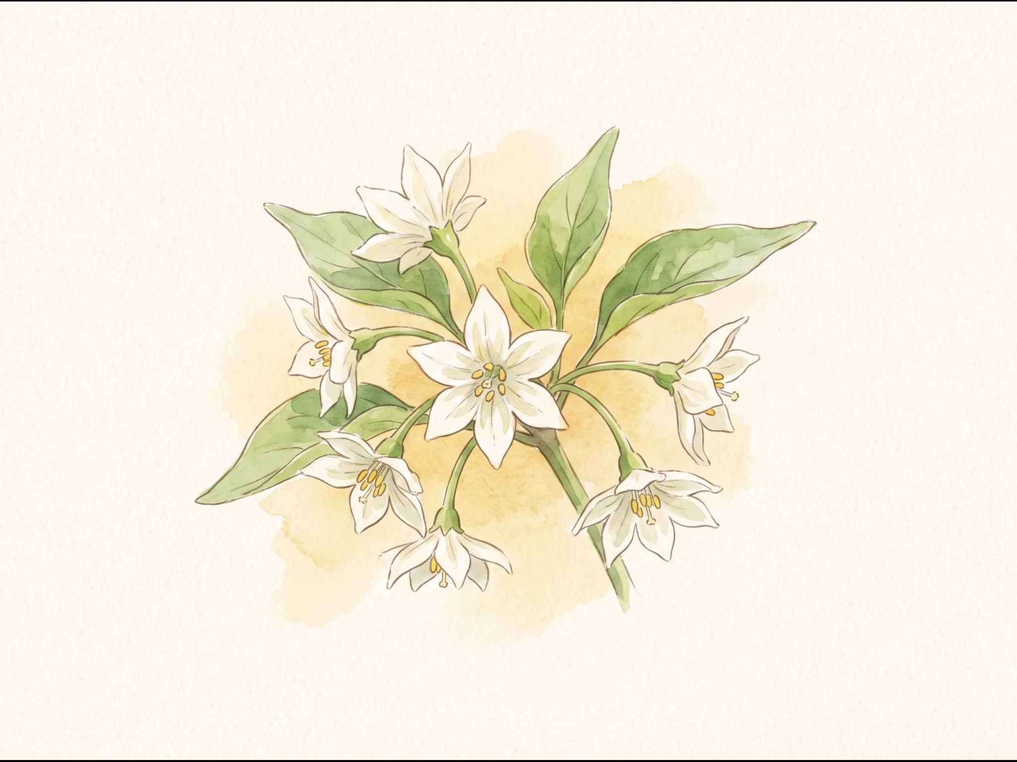 Pimiento italiano — Flor