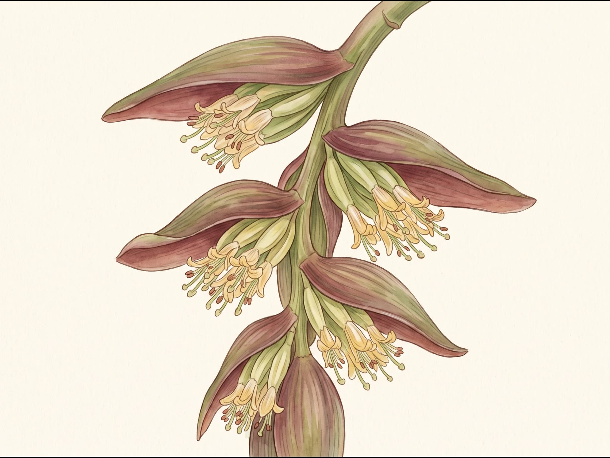 Platanera Pequeña Enana — Flor