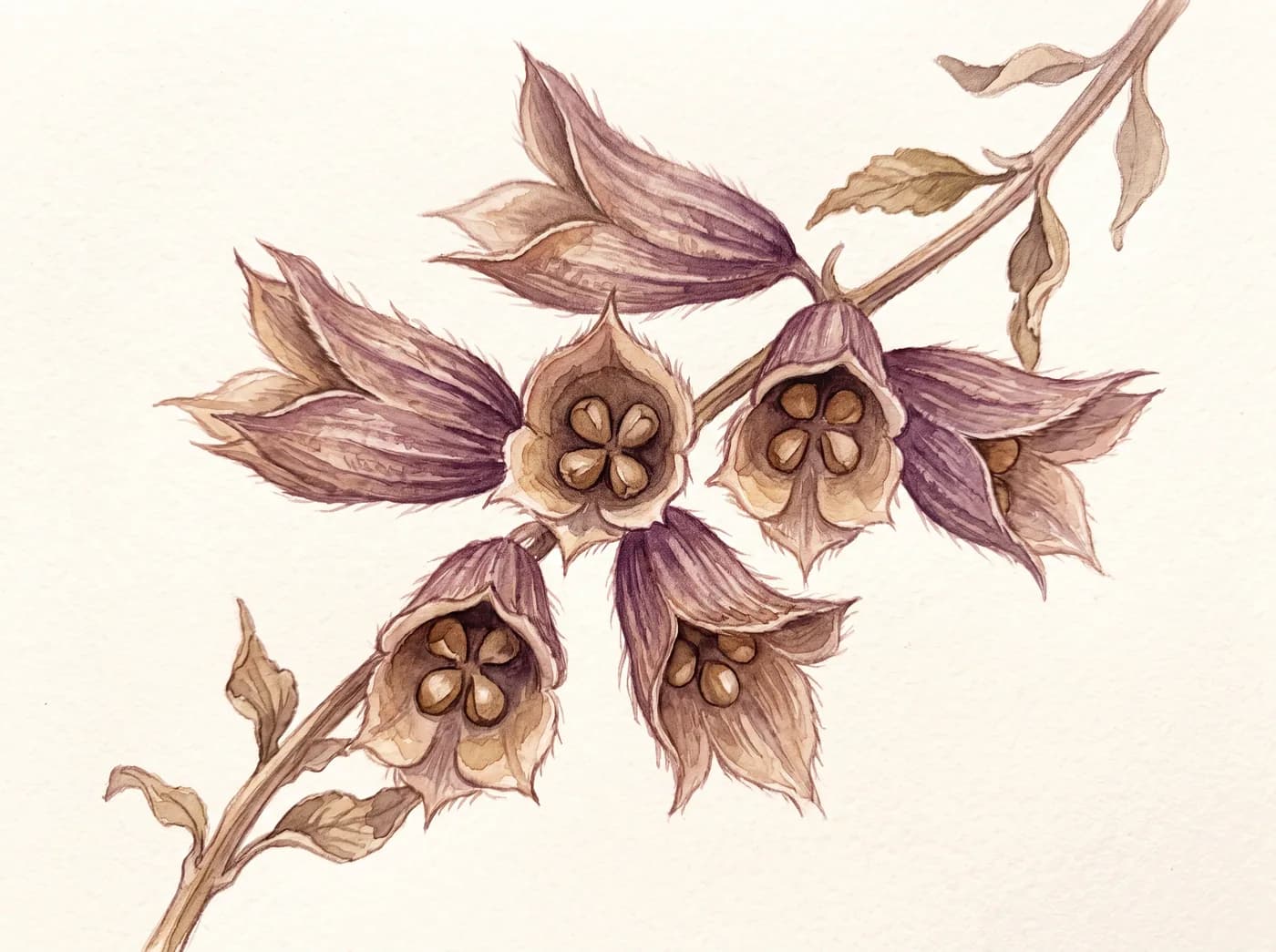 Salvia ornamental Caradonna — Semillas