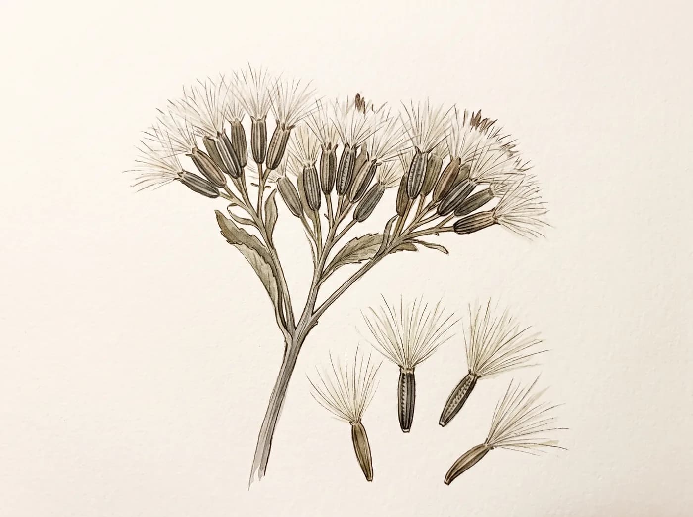 Stevia — Semillas