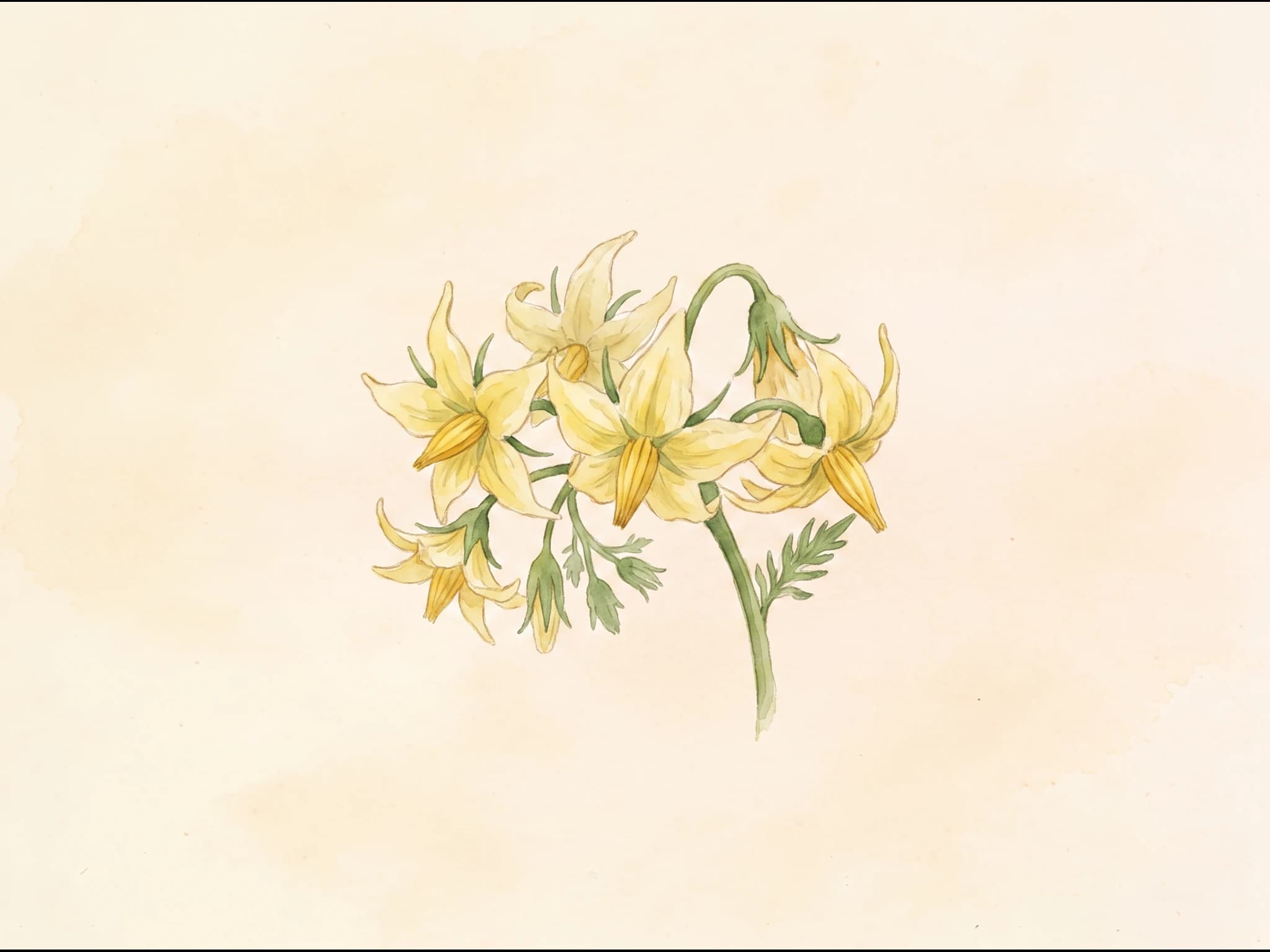 Tomate Costoluto Genovese — Flor