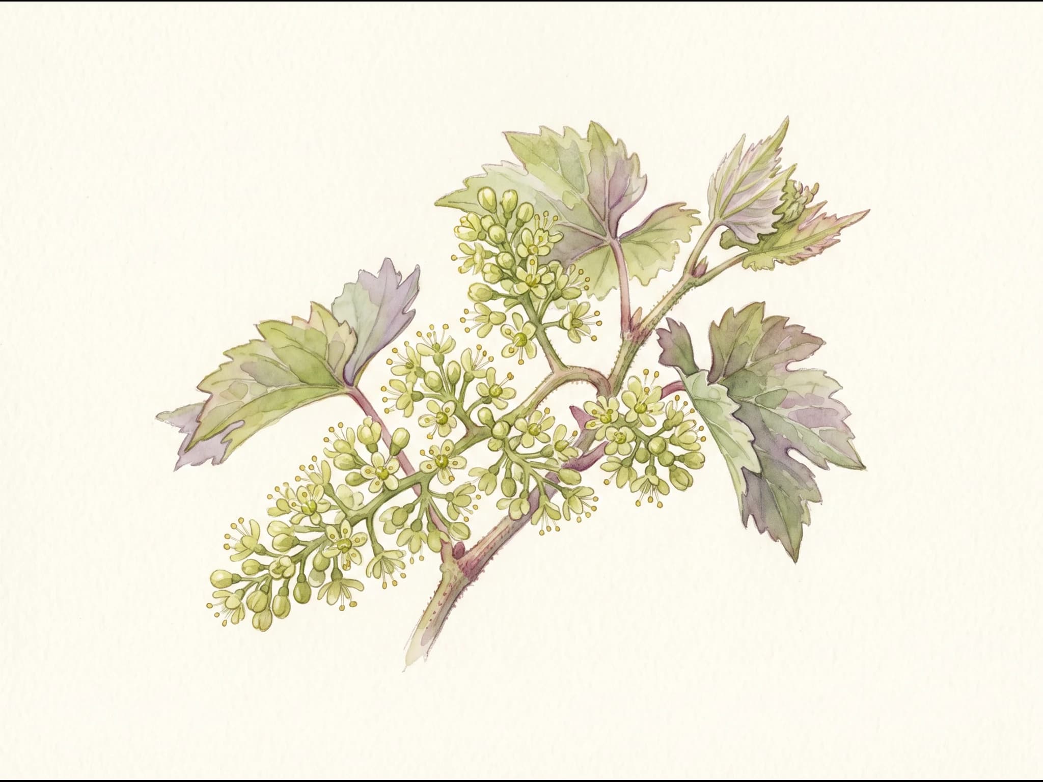 Vid Garnacha — Flor