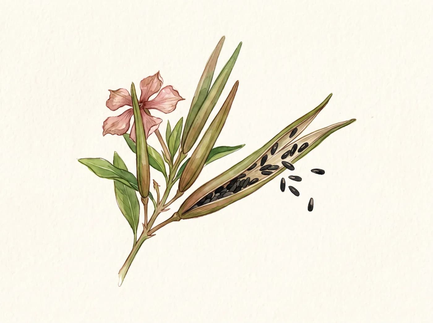 Vinca anual (dominica) — Semillas