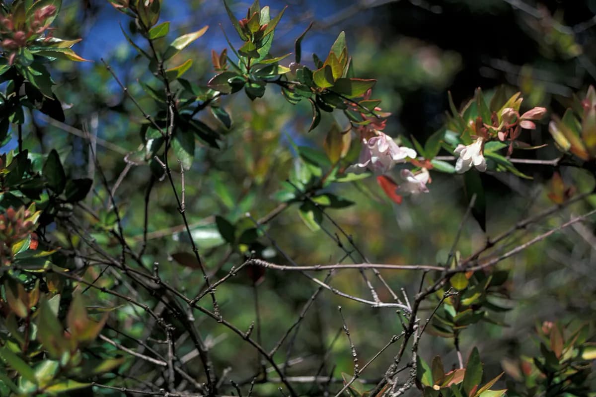 Abelia — foto real