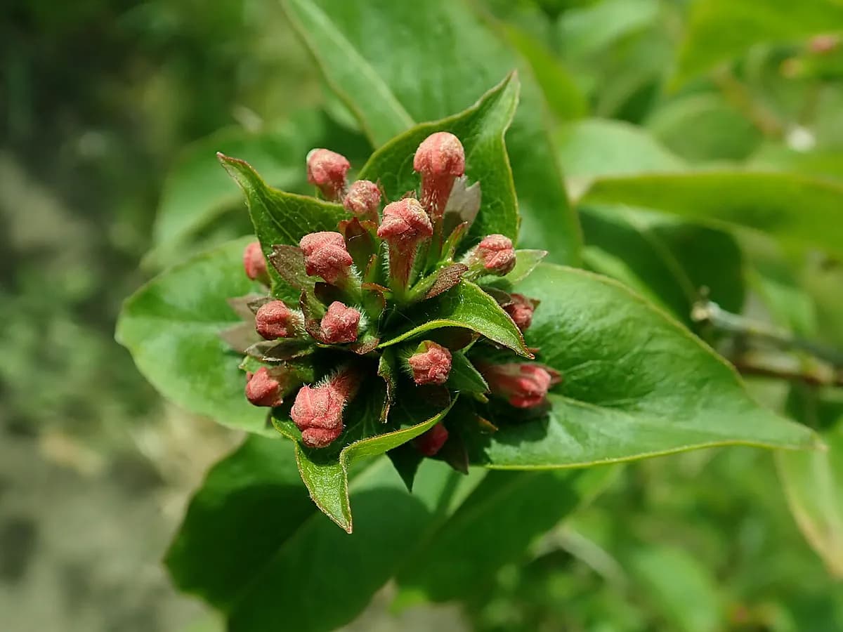 Abelia — foto real