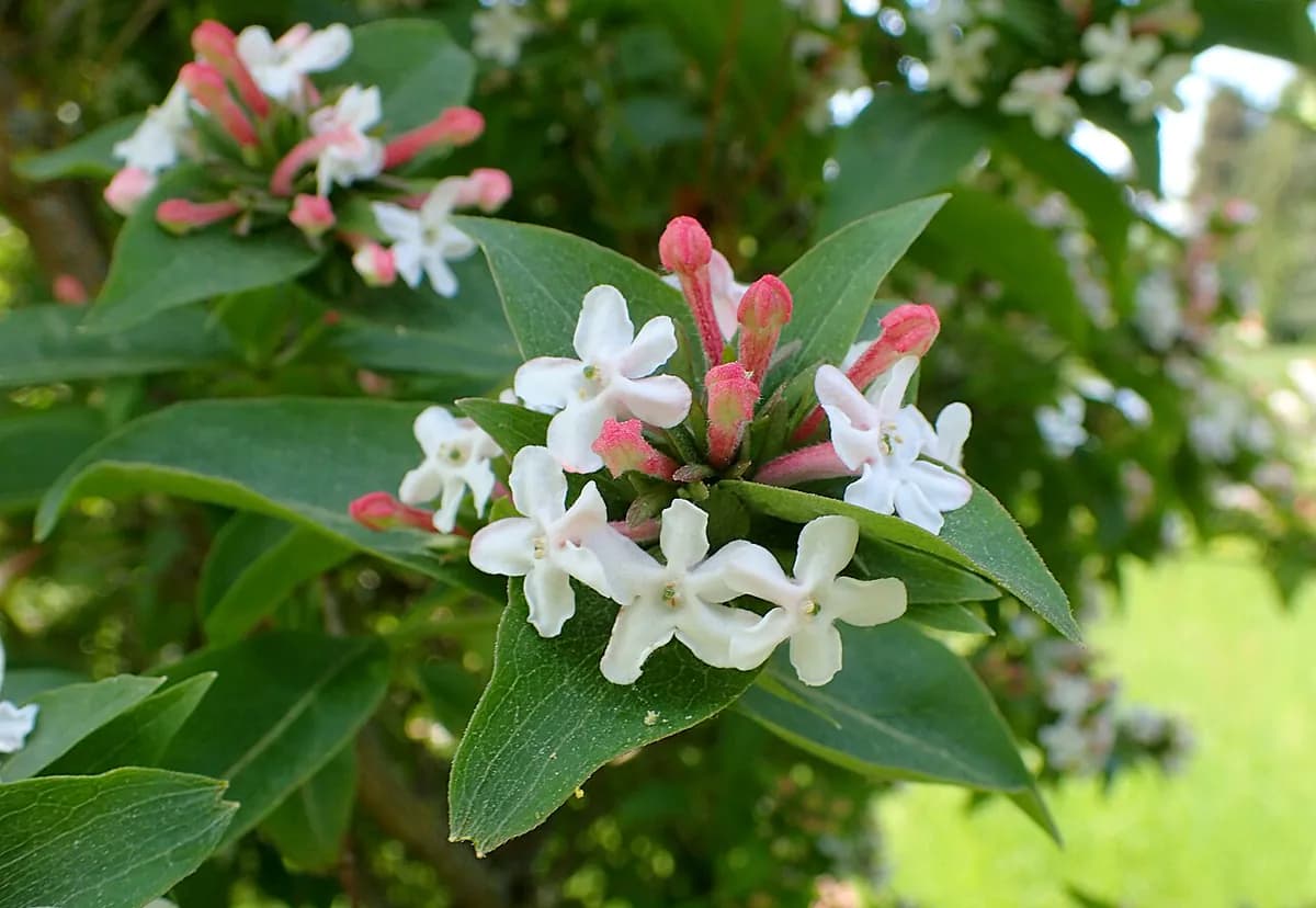 Abelia — foto real
