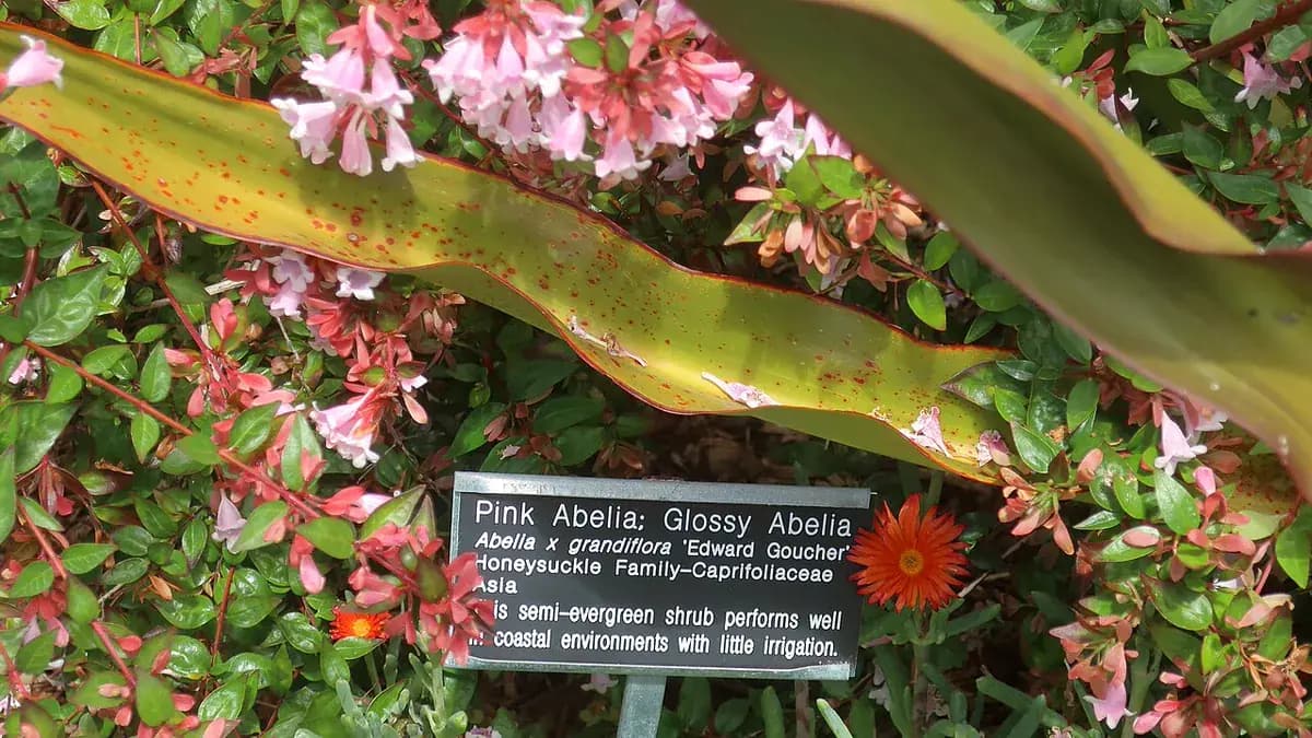 Abelia — foto real