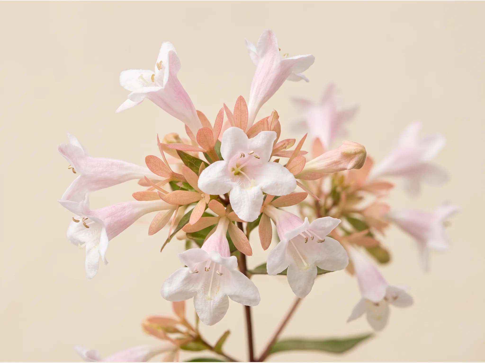 Abelia grandiflora — flor (IA)