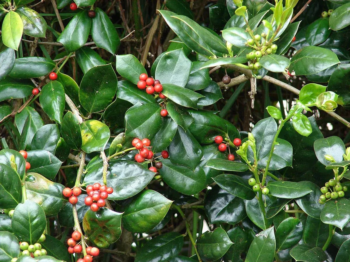 Acebo — foto real