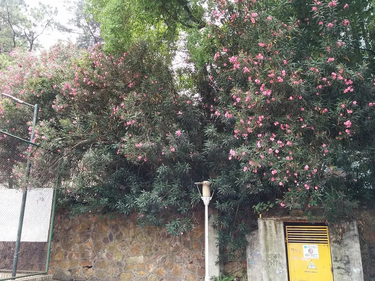 Adelfa (laurel de flor) — foto real