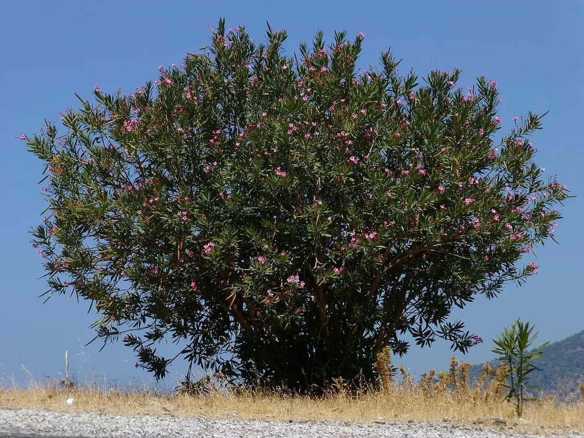 Adelfa (laurel de flor) — foto real