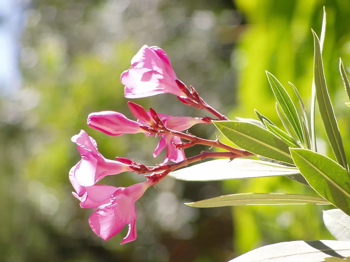 Adelfa (laurel de flor) — foto real