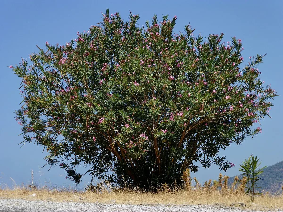 Adelfa (laurel de flor) — foto real