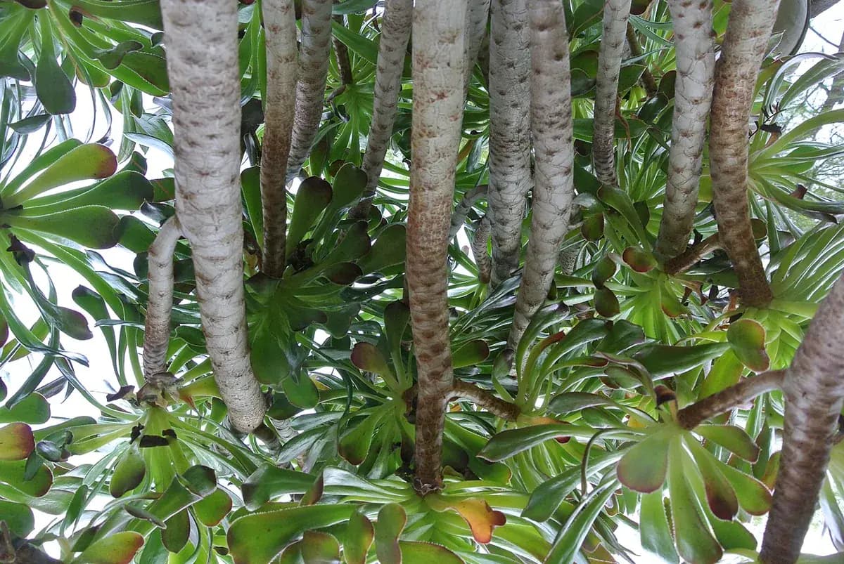 Aeonium arboreum — foto real