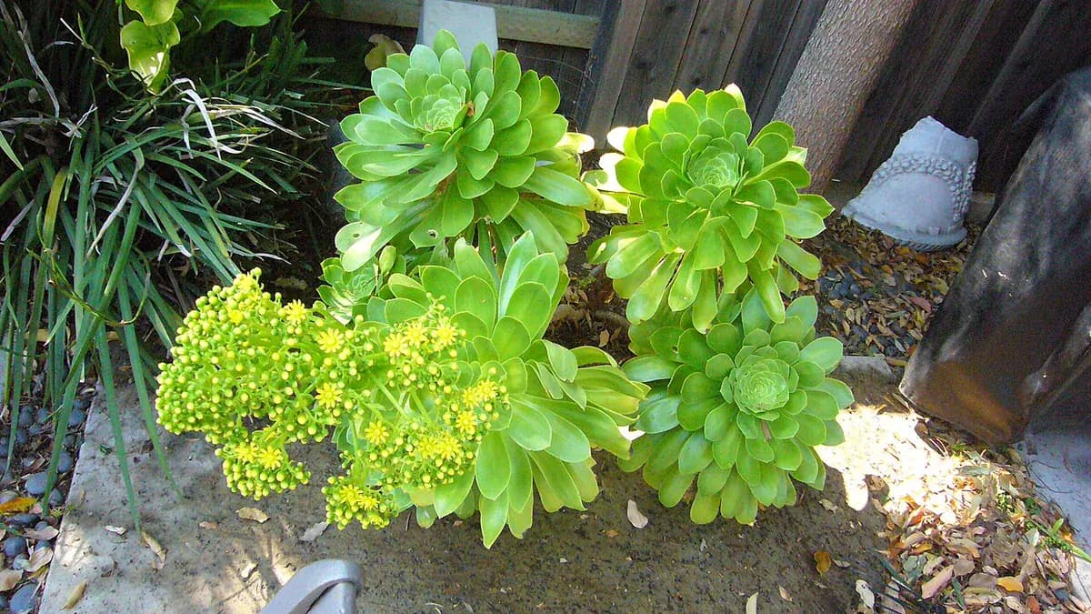 Aeonium arboreum — foto real