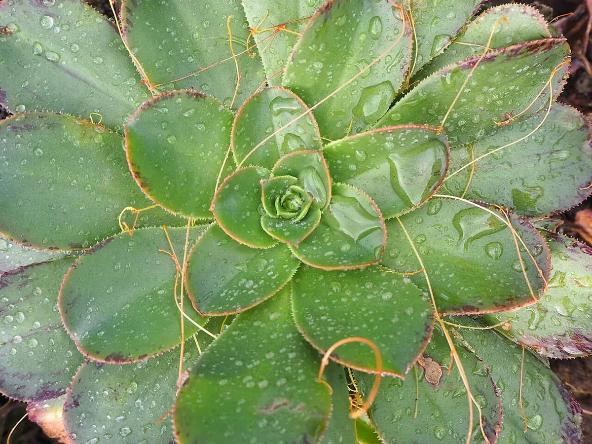 Aeonium arboreum — foto real