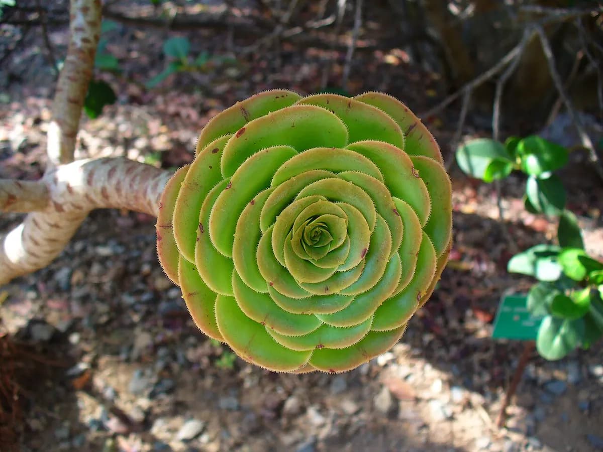 Aeonium arboreum — foto real